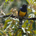 Northern Gartered Trogon - Photo (c) Gaell Mainguy, some rights reserved (CC BY-NC-ND), uploaded by Gaell Mainguy