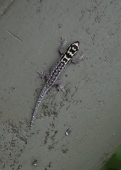 Lygodactylus mombasicus