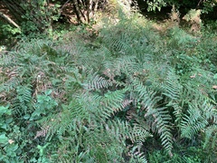 Pteridium pinetorum