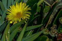 Glottiphyllum
