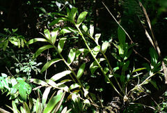 Epidendrum densiflorum