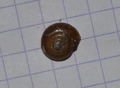 Oxychilus navarricus