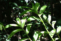 Epidendrum densiflorum