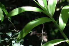 Epidendrum densiflorum