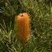 Hill Banksia - Photo (c) Nick Lambert, some rights reserved (CC BY-NC-SA), uploaded by Nick Lambert