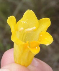Freesia corymbosa