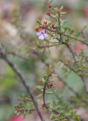 Microcorys glabra