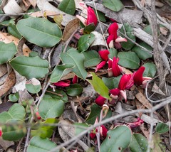 Gastrolobium latifolium