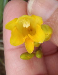 Freesia corymbosa