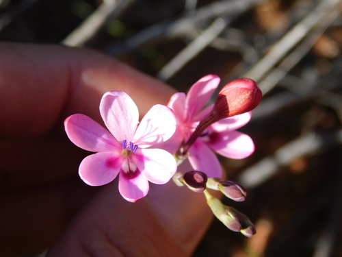 Image of Freesia verrucosa by (c) Rebecca Ryen-Stols, some rights reserved (CC BY-SA)