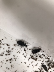 Limodromus assimilis