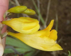 Freesia corymbosa