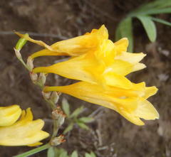 Freesia corymbosa