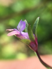 Collinsia torreyi