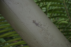 Lygodactylus mombasicus