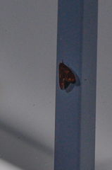 Matsumursine horishanella
