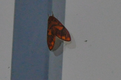 Matsumursine horishanella