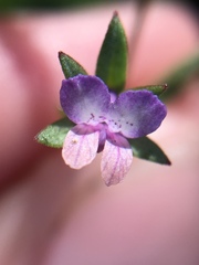 Collinsia torreyi