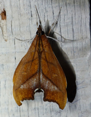 Sparagmia gonoptera image