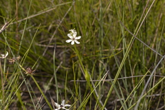 Wurmbea biglandulosa