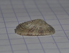 Diodora graeca
