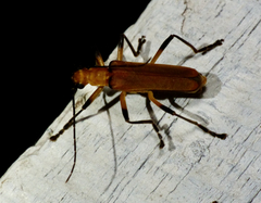 Chauliognathus cinguliventris