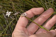 Wurmbea biglandulosa