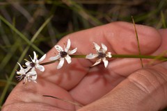 Wurmbea biglandulosa