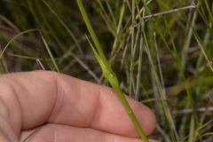 Wurmbea biglandulosa