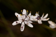 Wurmbea biglandulosa