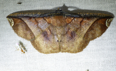 Thysanopyga abdominaria