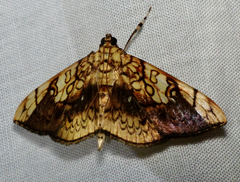Pantographa suffusalis