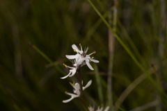 Wurmbea biglandulosa