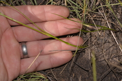 Wurmbea biglandulosa