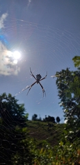 Argiope argentata