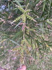 Callistemon
