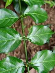 Canthium coromandelicum