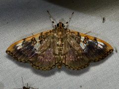 Pantographa expansalis