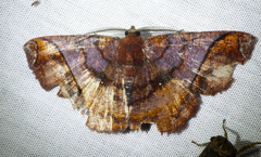 Thysanopyga abdominaria