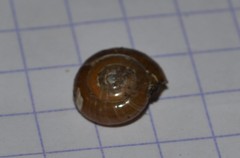 Oxychilus navarricus