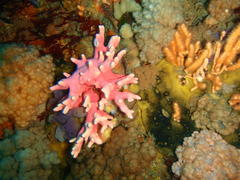 Stylaster nobilis