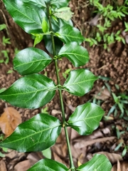 Canthium coromandelicum