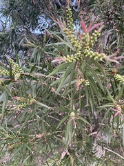 Callistemon
