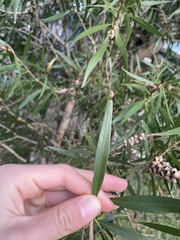 Callistemon