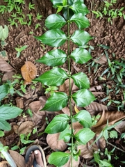 Canthium coromandelicum