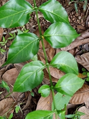 Canthium coromandelicum