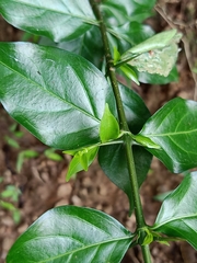 Canthium coromandelicum