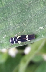 Macugonalia leucomelas