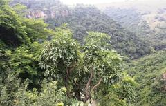 Cussonia