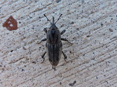 Sphenophorus cariosus